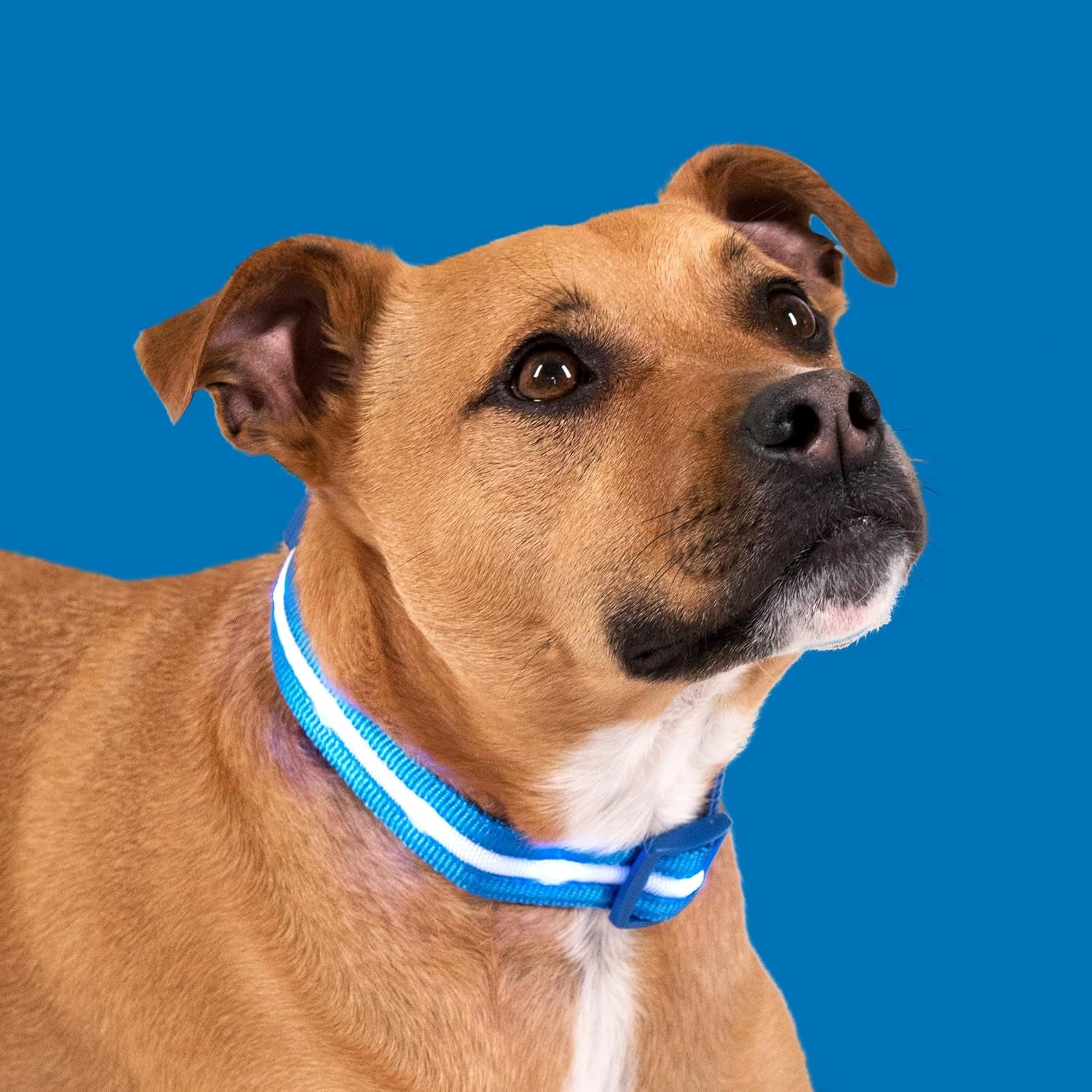 LED Dog Collar - Original USB Rechargeable and Waterproof Design - 1,000 Feet Visibility - Suitable for Small, Medium, and Large Dogs - Made in the USA