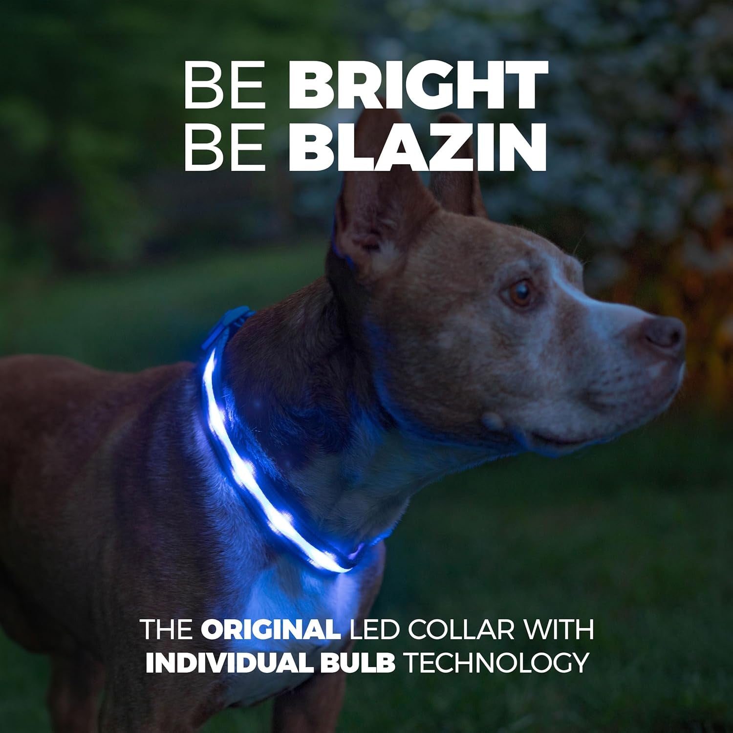 LED Dog Collar - Original USB Rechargeable and Waterproof Design - 1,000 Feet Visibility - Suitable for Small, Medium, and Large Dogs - Made in the USA
